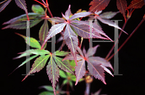 Picture of Acer palmatum (Matsumurae Group) 'Rite of Spring'