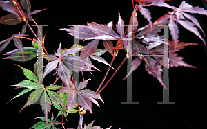 Picture of Acer palmatum (Matsumurae Group) 'Rite of Spring'