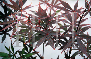 Picture of Acer palmatum (Matsumurae Group) 'Rite of Spring'