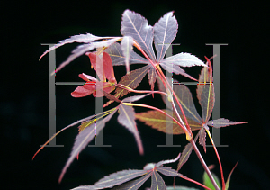 Picture of Acer palmatum (Matsumurae Group) 'Rite of Spring'