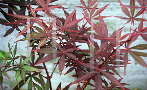 Picture of Acer palmatum (Matsumurae Group) 'Rite of Spring'