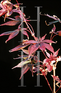 Picture of Acer palmatum (Matsumurae Group) 'Rite of Spring'