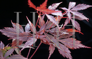 Picture of Acer palmatum (Matsumurae Group) 'Rite of Spring'