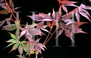 Picture of Acer palmatum (Matsumurae Group) 'Rite of Spring'