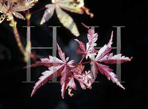 Picture of Acer palmatum (Matsumurae Group) 'Rite of Spring'