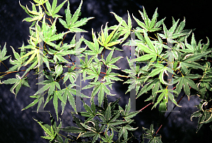 Picture of Acer palmatum (Amoenum Group) 'Versicolor (Argenteovariegatum)'