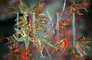 Picture of Acer palmatum (Amoenum Group) 'Versicolor (Argenteovariegatum)'