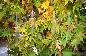 Picture of Acer palmatum (Amoenum Group) 'Versicolor (Argenteovariegatum)'