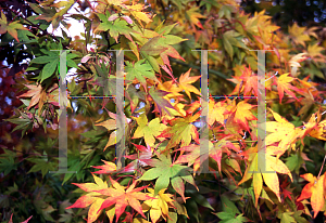 Picture of Acer palmatum (Amoenum Group) 'Versicolor (Argenteovariegatum)'