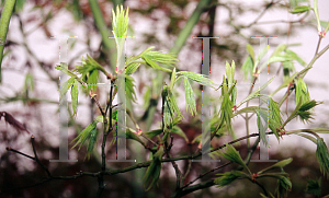 Picture of Acer palmatum (Amoenum Group) 'Versicolor (Argenteovariegatum)'