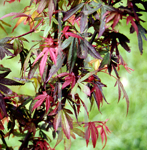 Picture of Acer palmatum 'Royle'