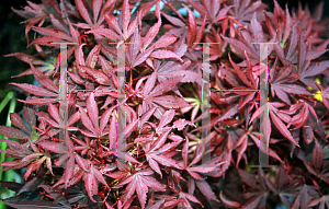 Picture of Acer palmatum 'Royle'