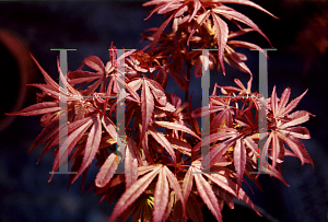 Picture of Acer palmatum 'Royle'