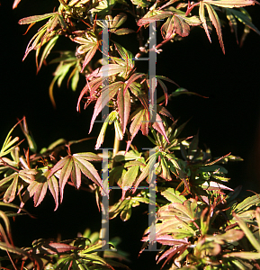 Picture of Acer palmatum 'Royle'