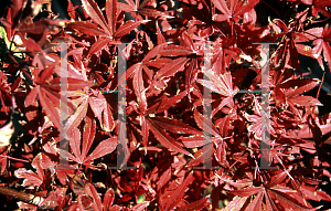 Picture of Acer palmatum 'Royle'