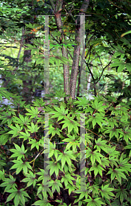 Picture of Acer palmatum (Amoenum Group) 'Rubrum'