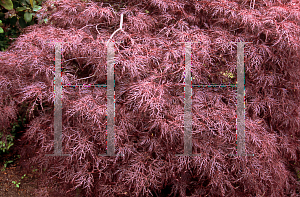 Picture of Acer palmatum (Dissectum Group) 'Ruby Lace'