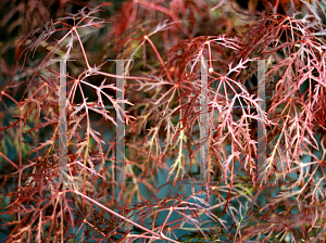Picture of Acer palmatum (Dissectum Group) 'Ruby Lace'