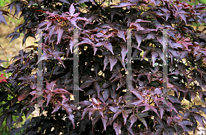 Picture of Acer palmatum (Matsumurae Group) 'Ruby Ridge (Heims)'