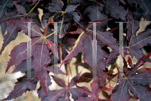 Picture of Acer palmatum (Matsumurae Group) 'Ruby Ridge (Heims)'