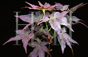 Picture of Acer palmatum (Matsumurae Group) 'Ruby Ridge (Heims)'