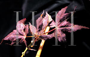 Picture of Acer palmatum (Matsumurae Group) 'Ruby Ridge (Heims)'