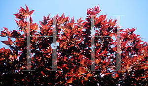 Picture of Acer palmatum (Matsumurae Group) 'Ruby Ridge (Heims)'