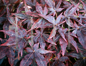 Picture of Acer palmatum (Matsumurae Group) 'Ruby Ridge (Heims)'