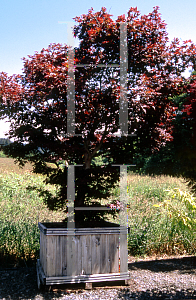 Picture of Acer palmatum (Matsumurae Group) 'Ruby Ridge (Heims)'