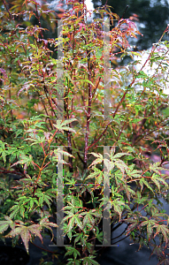 Picture of Acer palmatum (Matsumurae Group) 'Rugose'