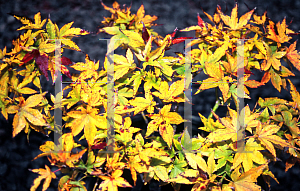 Picture of Acer palmatum 'Ryuzu'