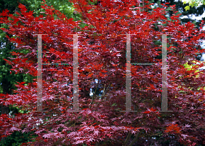 Picture of Acer palmatum 'Attraction (Atropurpureum Superbum)'