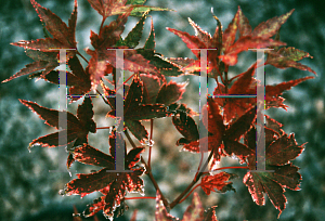 Picture of Acer palmatum 'Nishiki gasane (Sagara nishiki)'