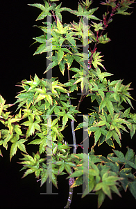 Picture of Acer palmatum 'Nishiki gasane (Sagara nishiki)'