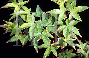 Picture of Acer palmatum 'Nishiki gasane (Sagara nishiki)'