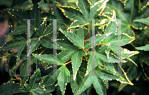 Picture of Acer palmatum 'Nishiki gasane (Sagara nishiki)'