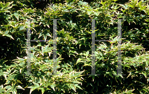 Picture of Acer palmatum 'Nishiki gasane (Sagara nishiki)'