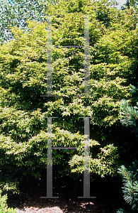 Picture of Acer palmatum 'Nishiki gasane (Sagara nishiki)'