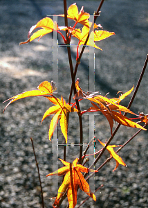 Picture of Acer palmatum 'Shigarami (Saku)'