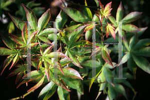 Picture of Acer palmatum 'Shigarami (Saku)'