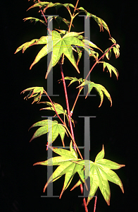 Picture of Acer palmatum 'Shigarami (Saku)'