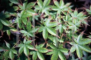 Picture of Acer palmatum 'Shigarami (Saku)'