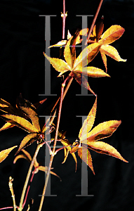 Picture of Acer palmatum 'Shigarami (Saku)'