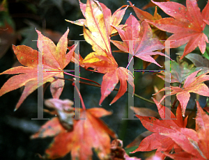 Picture of Acer palmatum (Amoenum Group) 'Samidare'