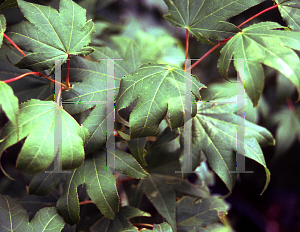 Picture of Acer palmatum (Amoenum Group) 'Samidare'