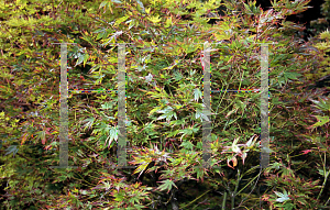 Picture of Acer palmatum (Amoenum Group) 'Samidare'
