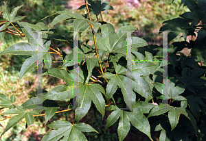 Picture of Acer palmatum (Amoenum Group) 'Samidare'