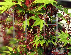 Picture of Acer palmatum 'Sango kaku'