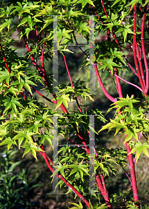 Picture of Acer palmatum 'Sango kaku'