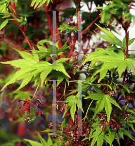 Picture of Acer palmatum 'Sango kaku'